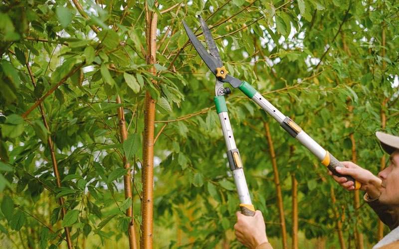 Tree trimming in Washtucna, WA